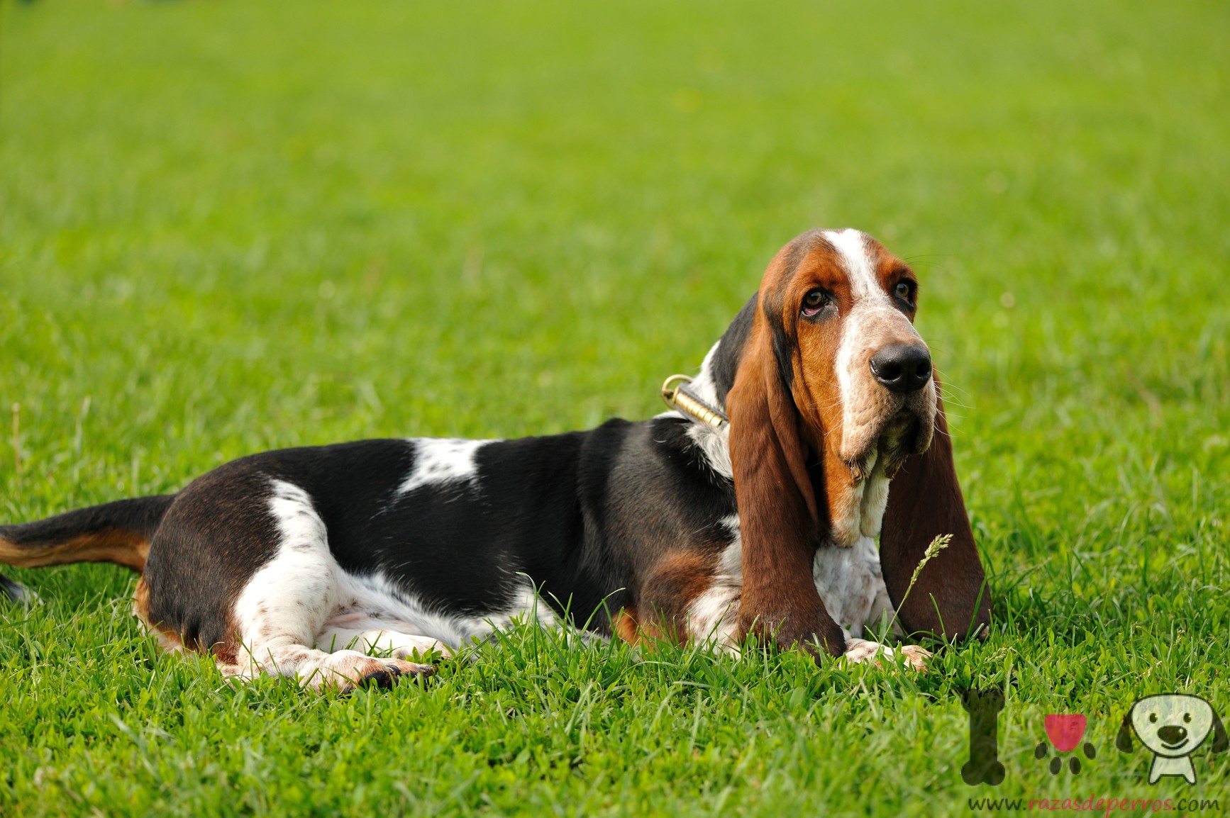 Basset hound - Información sobre la raza de perros Basset hound