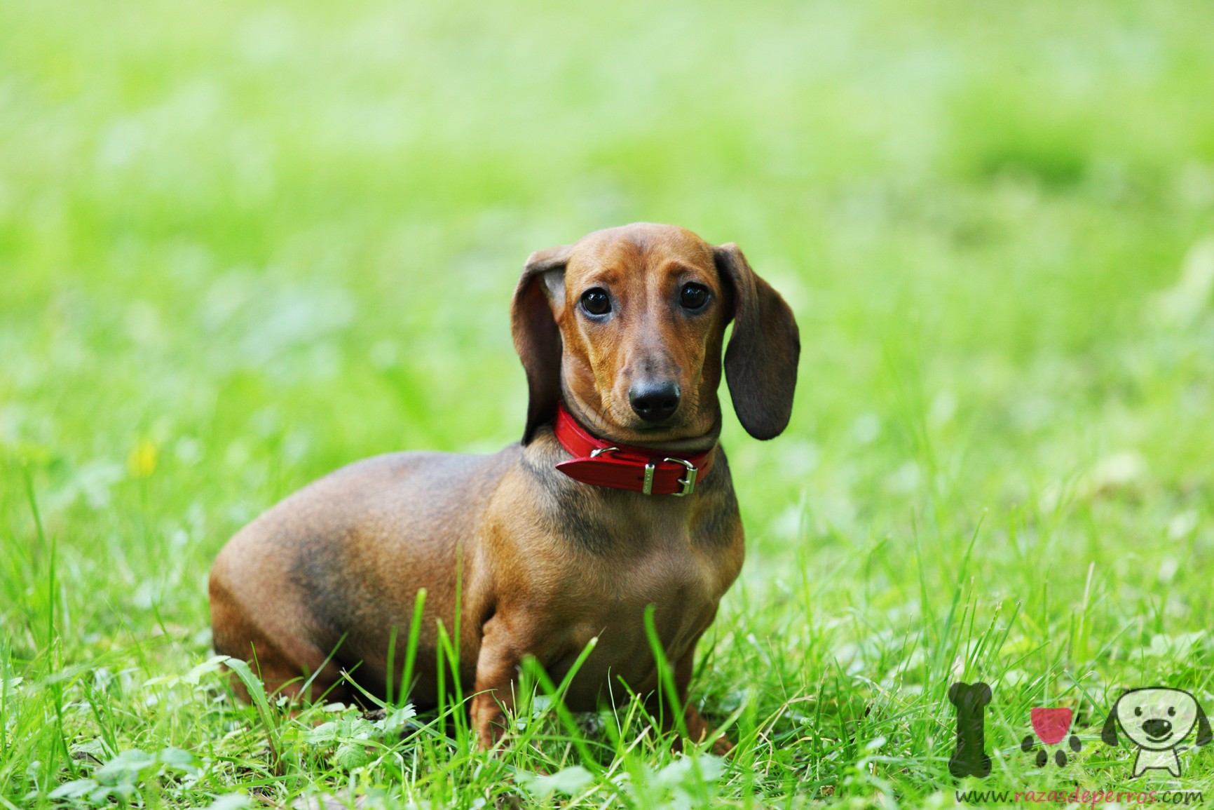 Dachshund, perro salchicha - Información sobre la raza Dachshund, perro