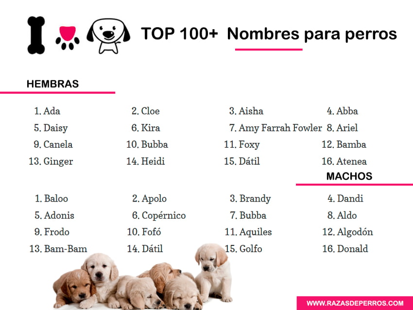 Top 100 Nombres para Perros - Mejores nombres de 2022