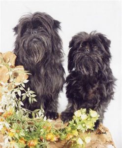 Perros Affenpinschers