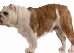 perro de raza bulldog inglés
