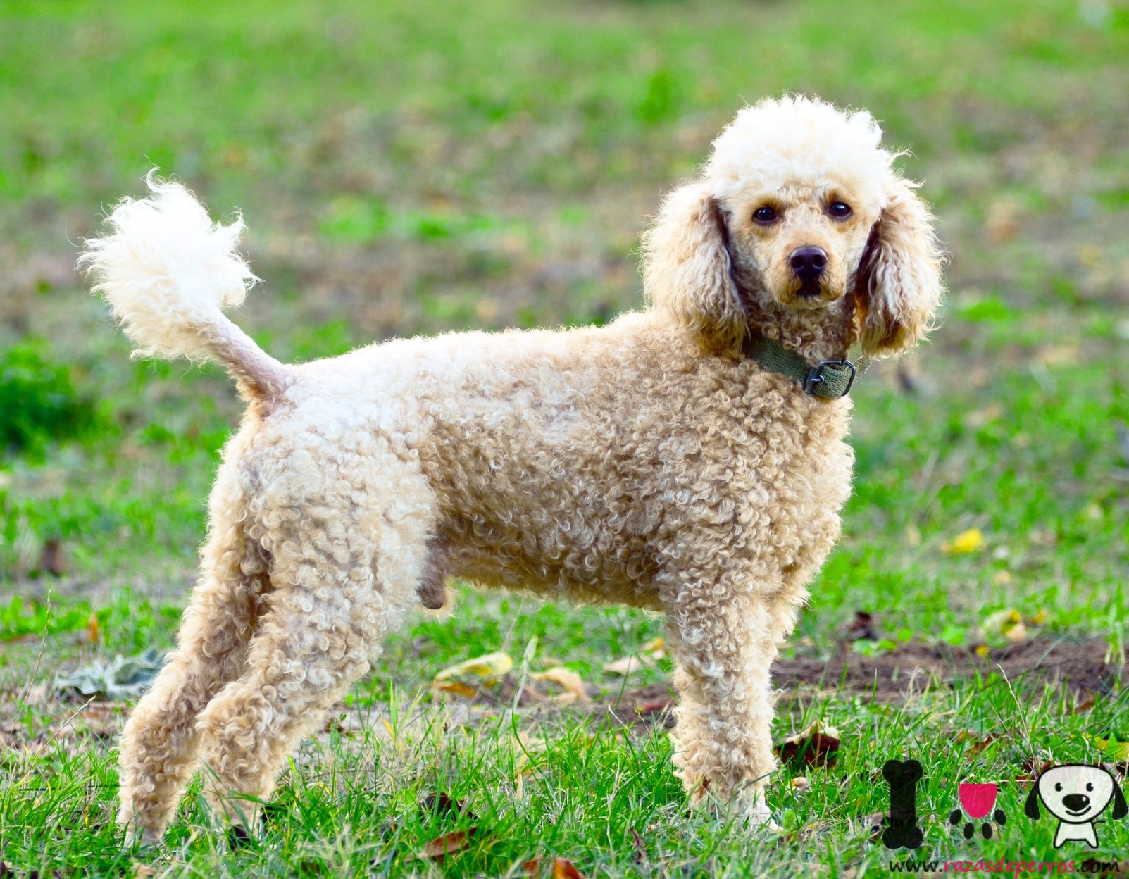 caniche canela