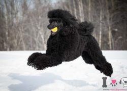 canighe gigante macho negro