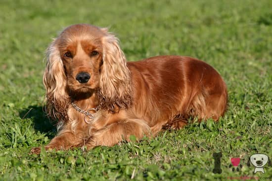 Guarda la ropa Diálogo falta de aliento Cocker Spaniel - Información sobre la raza Cocker Spaniel