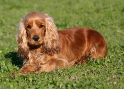 cocker spaniel marrón tumbado en el jardín