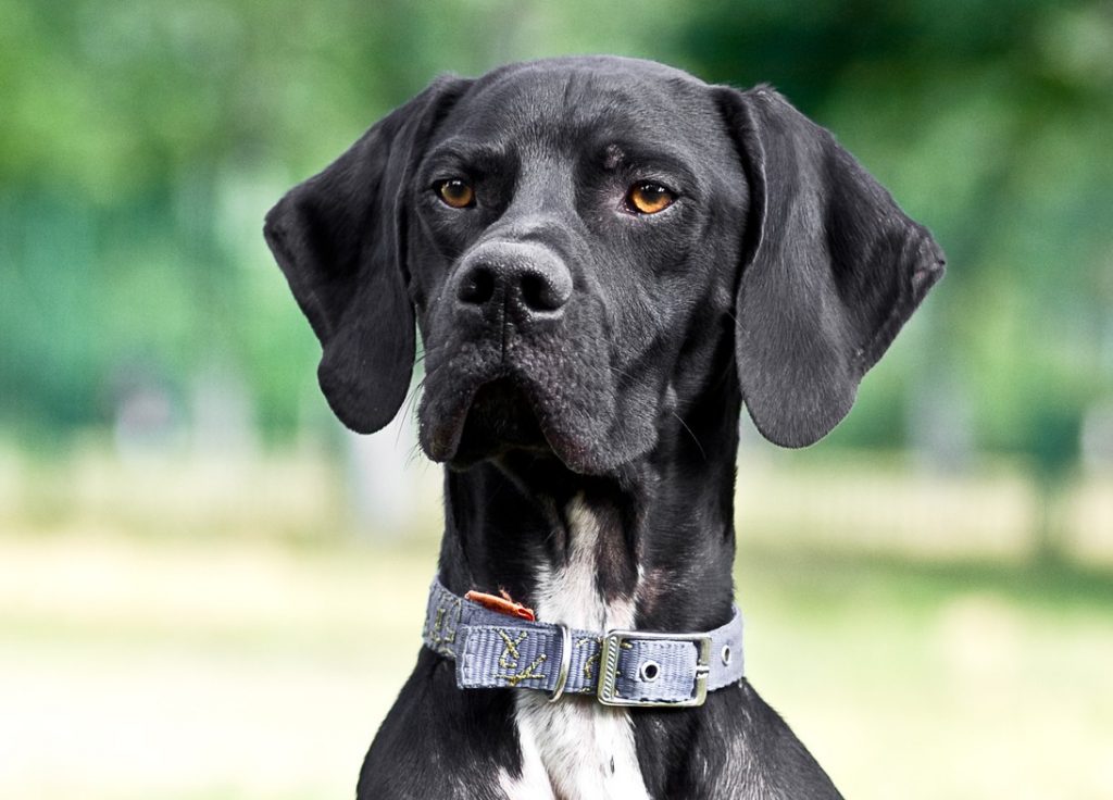 Pointer ingl s informaci n sobre la raza pointer ingl s