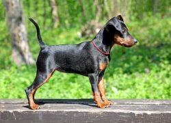 pinscher miniatura
