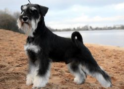 schnauzer miniatura negro y blanco