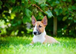 bull terrier mini