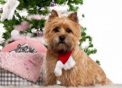 cairn terrier marrón claro