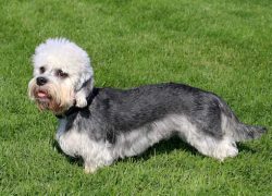 dandie dinmont terrier blanco y gris