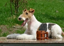 macho de fox terrier tumbado