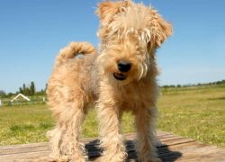 perrita de la raza lakeland terrier
