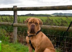 perro de la raza dogo de burdeos