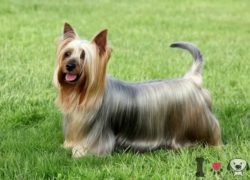 terrier australiano con pelo largo negro fuego