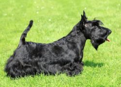 terrier escocés negro