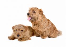hembra y macho norfolk terrier