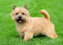 perro de la raza norwich terrier en el parque