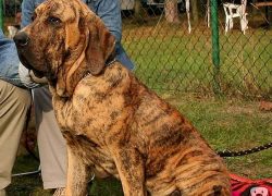 perro de raza fila brasileño