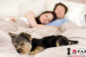 perro durmiendo en la cama
