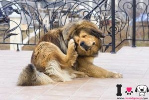 perro mastín arrascandose las orejas