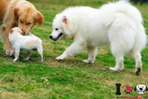 perros se conocen en el parque paseando
