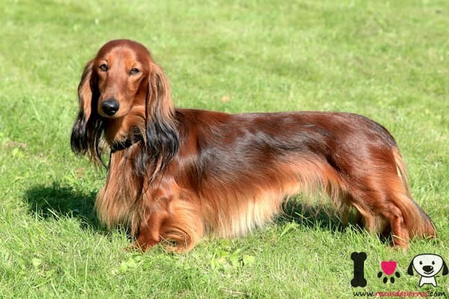 Cuervo esposas Descifrar Dachshund, perro salchicha - Información sobre la raza Dachshund, perro  salchicha