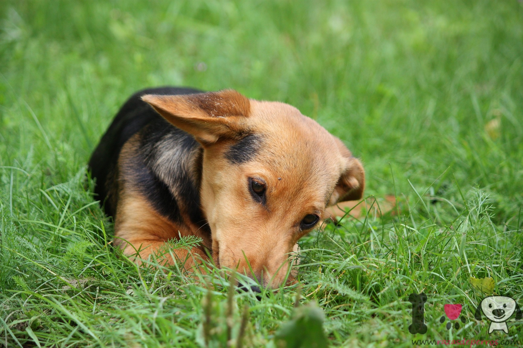 Por qué vomita mi perro