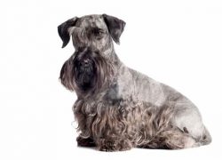 cesky terrier gris