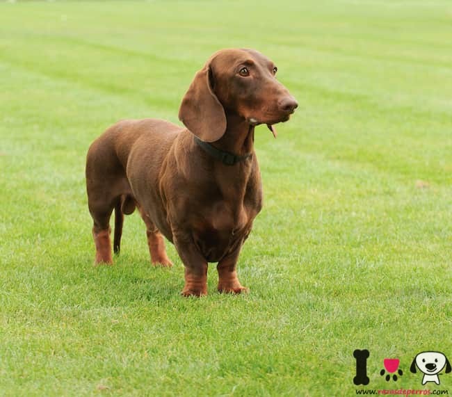 Cuervo esposas Descifrar Dachshund, perro salchicha - Información sobre la raza Dachshund, perro  salchicha