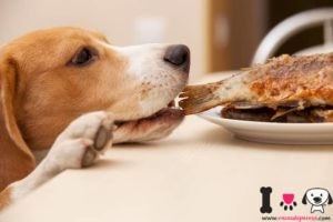 un perro beagle robando pescado de la mesa