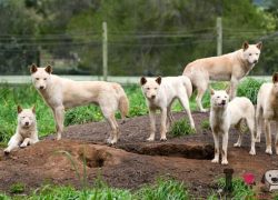 perros de raza Dingo