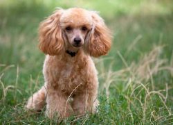 perro raza caniche