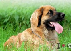 leonberger