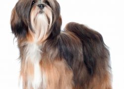 perro raza lhasa apso color marrón oscuro, blanco y canela