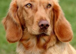 spaniel alemán