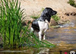 spaniel ruso blanco y negro
