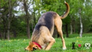 perro enterrando hueso