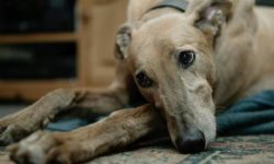 perro con artritis tumbado en la alfombra