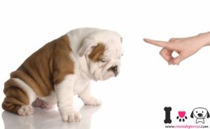 bulldog castigado por morder unas zapatillas