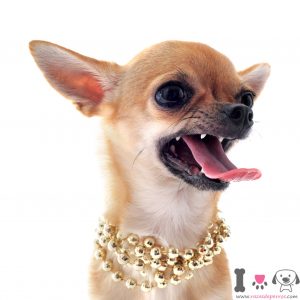 chihuahua con collar enfadado