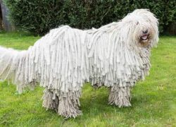 ejemplar adulto de komondor