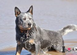 macho de boyero australiano
