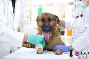 pastor alemán castrado en el veterinario