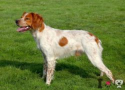spaniel bretón