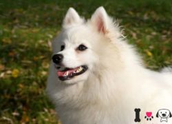 spitz japonés