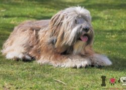 terrier tibetano macho tumbado en el césped