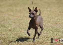 xoloitzcuintle