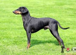 macho de manchester terrier