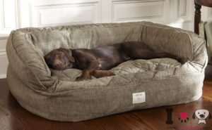 Perro en su cama grande